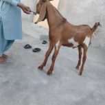 بخاطر مشکل دارم این بزمی خواهم بفروشم