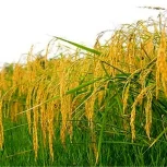 برنج هاشمی اعلا با کیفیت مرغوب