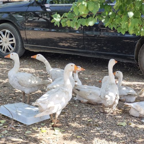 مرغ بالغ و طاقچه