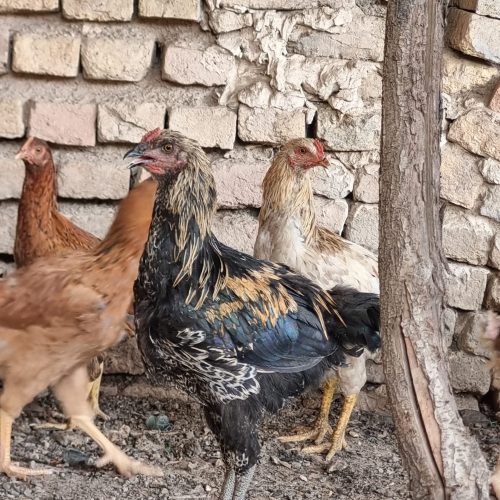 مرغ بالغ و طاقچه