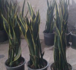 گل سانسوریا بزرگ