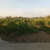 باغ انگوری با برق مسکونی و اوله کشی کامل