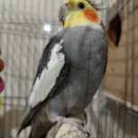 عروس هلندی نر و ماده فروش می‌رسد فوری