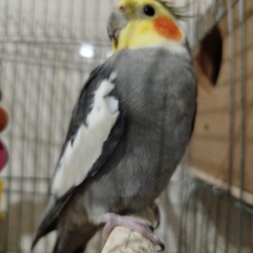 عروس هلندی نر و ماده فروش می‌رسد فوری