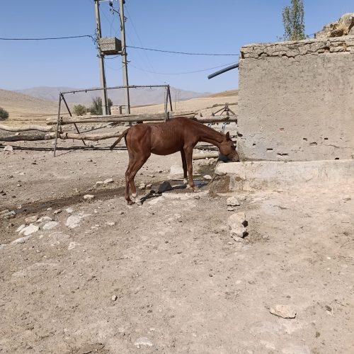 اسب نر یک ساله عرب