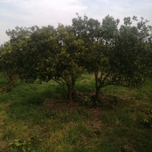 زمین فروشی