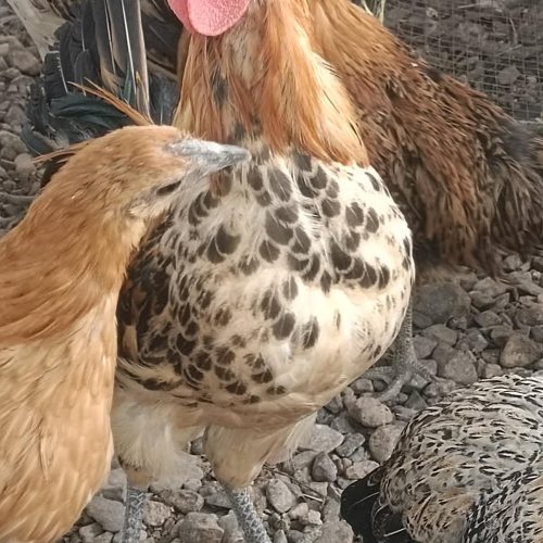 مرغ بالغ و طاقچه