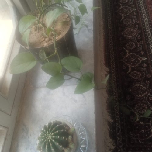 گل پتوس و کاکتوس