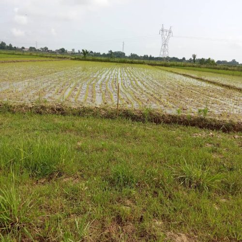 زمین کشاورزی