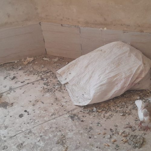 یک جفت جوجه هفرنگ خال دار