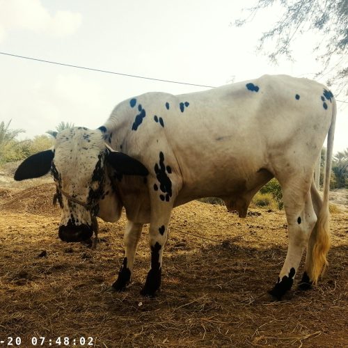فروش کاوه مناسب برای داشت وکشتارگاه