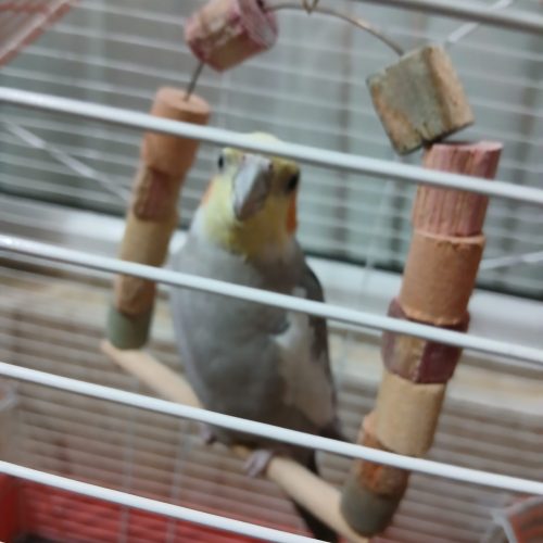 عروس هلندی دو عدد نر و ماده