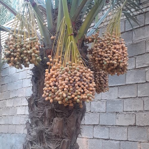 معاوضه باغ نخل با خانه