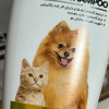 گربه اسکاتیش