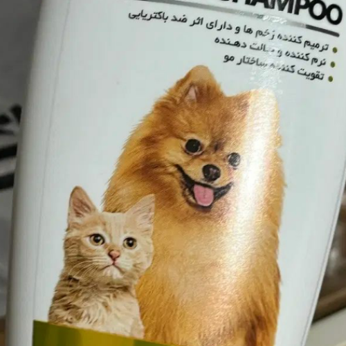 گربه اسکاتیش