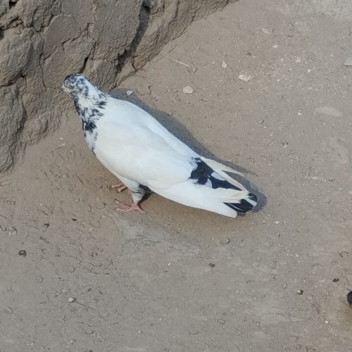 پرنده فروشی توافقی معاوضه هم میکنم نوک سیاه سیاه رنگ کاکلی