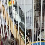 فروش عروس هلندی