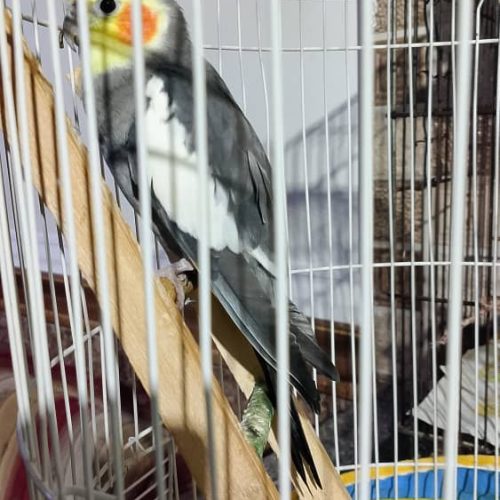 فروش عروس هلندی