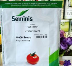 فروش بذر گوجه فرنگی