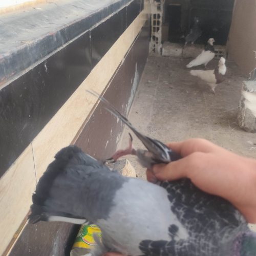 کبوتر پلاکی