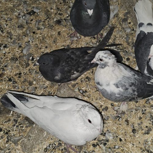 کبوتر پلاکی وکاکلی بهترین کبوتر ها