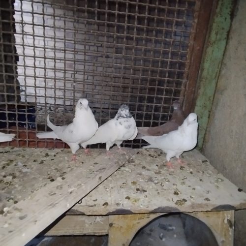 دو عدد ‌ اردک ‌و‌8تاکفتر‌