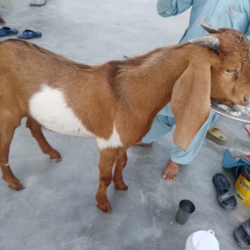 بخاطر مشکل دارم این بزمی خواهم بفروشم