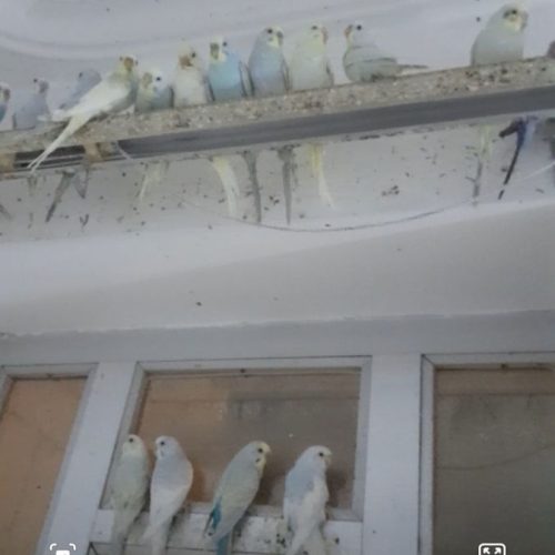 پرنده زینتی عروس ومرغ عشق تکی وجفتی