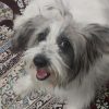 فروش یامعامله