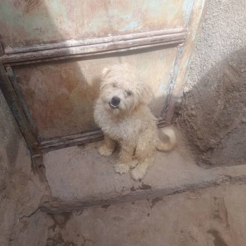 سگ نژاد خوب عالی قیمت تخفیف داره سن 6 ماه الان یکم خاکی