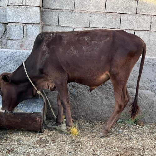 گوساله نر