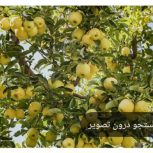 سرکارگرهستم