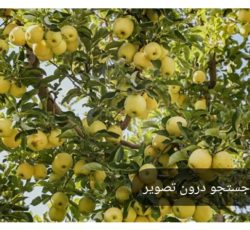 سرکارگرهستم