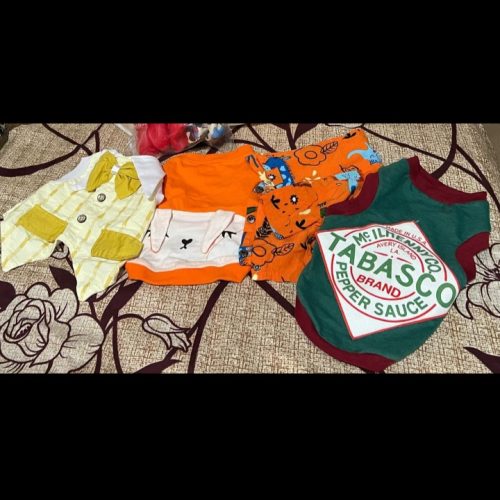 سگ پامر 1سال و نیم