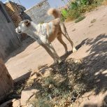 سگ دورگ مخصوص گله حیاط بسیار آدم گیر ب فروش وش می‌رسد