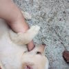 سگ پاکوتاه