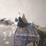 کبوتر کله سفید