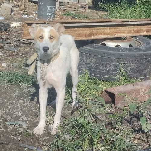 سگ گاز گیر و آزاد نباید باشه چون موتورها رو دنبال می‌کند