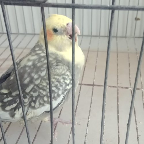 عروس هلندی دستی