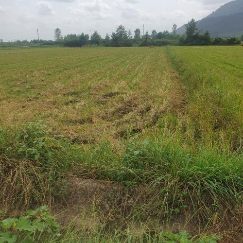 زمین شالیزار بجاری گوراب زرمیخ روستای میانبر