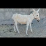 یک عدد خر ماده سفید و جوان