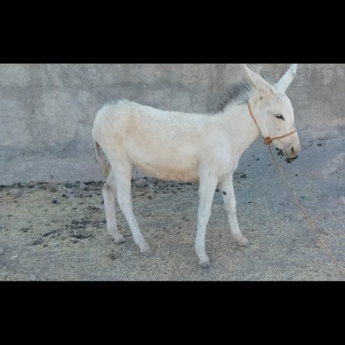 یک عدد خر ماده سفید و جوان