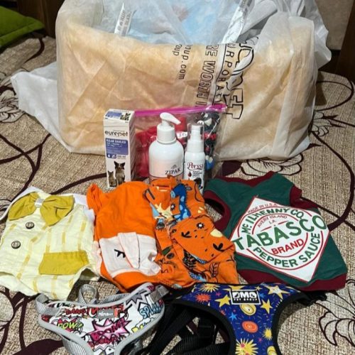 سگ پامر 1سال و نیم