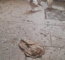 یک جفت جوجه هفرنگ خال دار