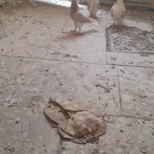 یک جفت جوجه هفرنگ خال دار