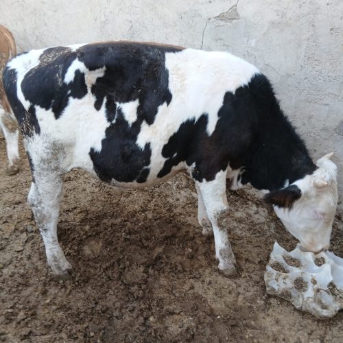 گوساله سیمینتال