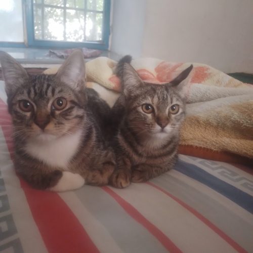 یک جفت گربه تربیت شده