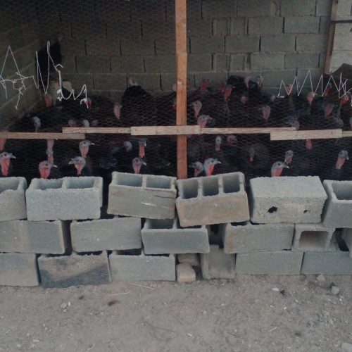 بوقلمون برنز