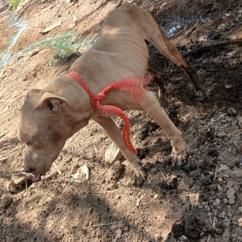 خوزستان شوش دانیال