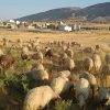 فروش گله گوسفند با بره